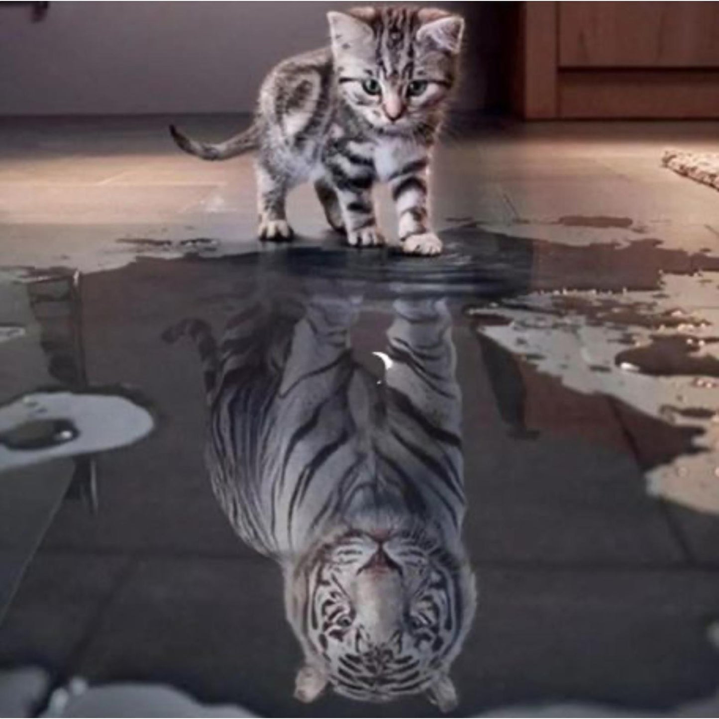 Tiger Kitten Diamond Painting Kit
